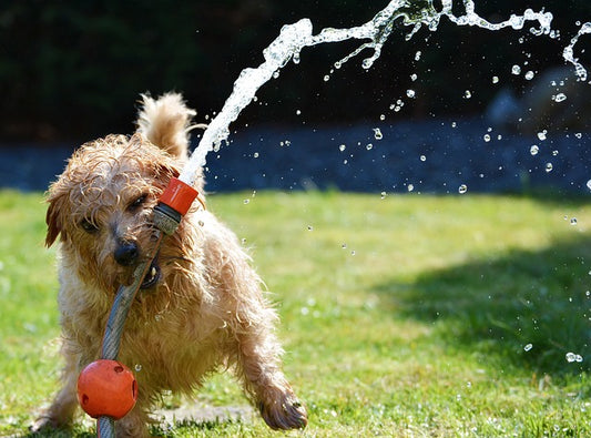 Het Belang van Spelen voor de Gezondheid en het Geluk van Je Hond