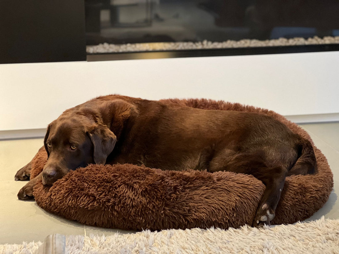 Het Belang van een Comfortabele Hondenmand voor de Gezondheid van je Hond